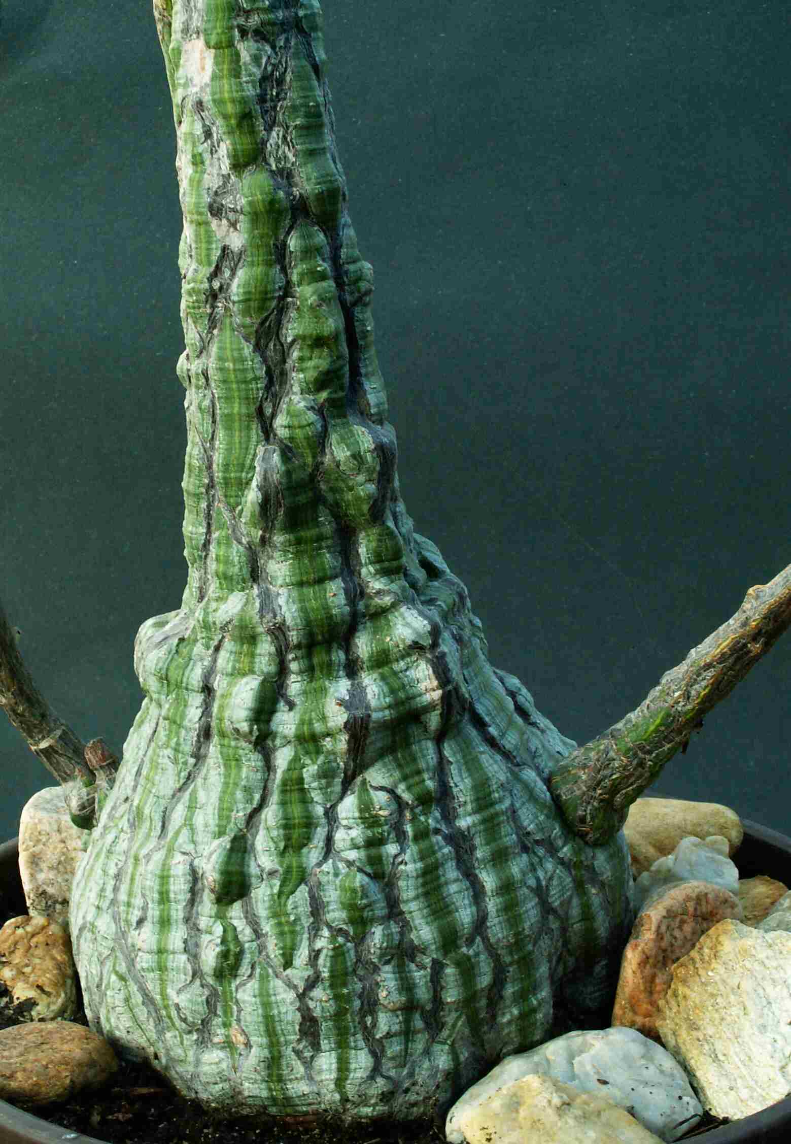 Bombax elipticum (Mexiko)