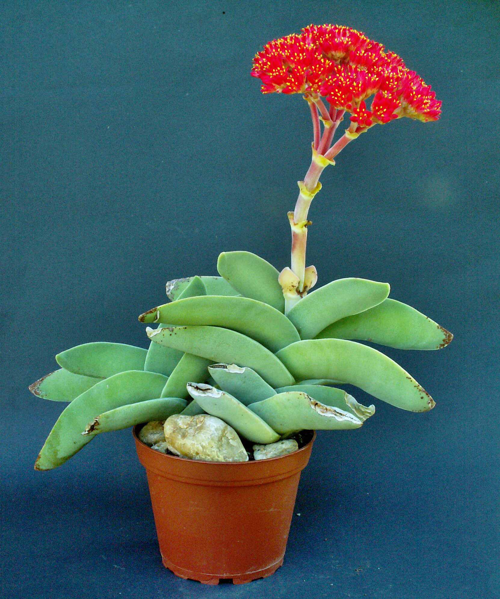 Crassula perfoliata ssp. falcata
