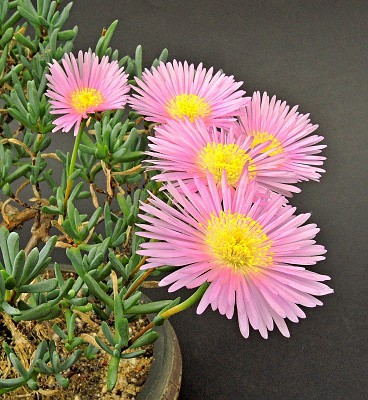 dscn4558.jpg